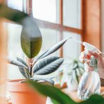 Los 10 usos del vinagre en plantas de interior para que luzcan espléndidas