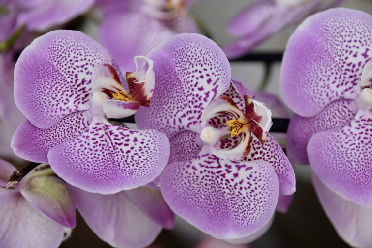 La importancia de la vitamina B para que la Orquídea florezca y se mantenga saludable