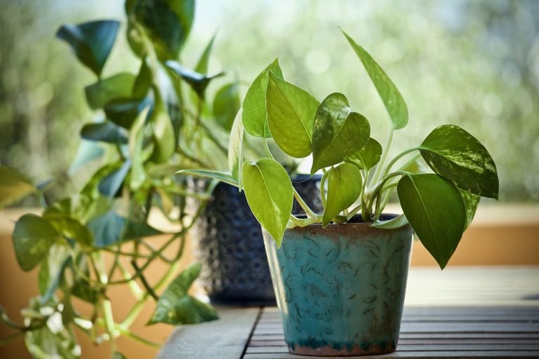 Consejos para una Exuberante y Saludable Planta de Interior Pothos