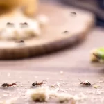 hormigas-metodo-repelente-ignis-natura