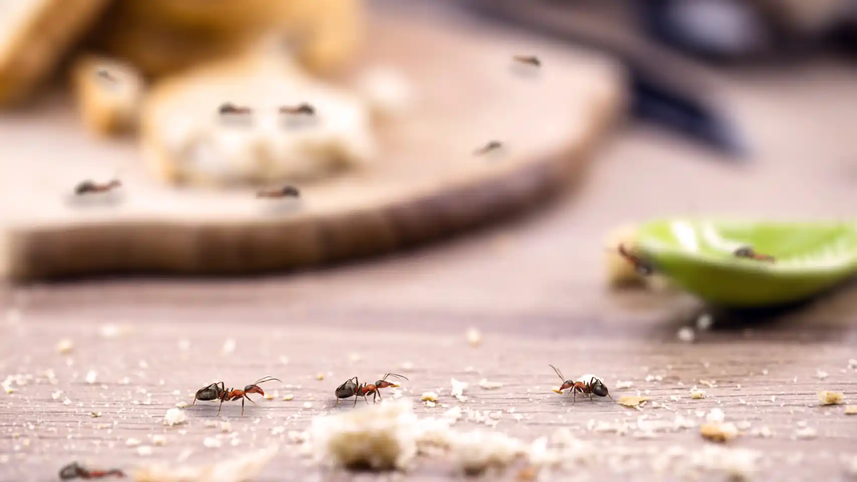 hormigas-metodo-repelente-ignis-natura