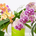 orquideas-beneficios-ignis-natura