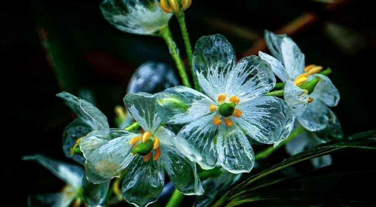 Flor-esqueleto-flor-se-hace-transparente-cuando-llueve-ignis-natura