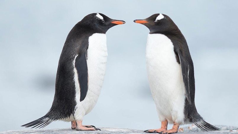 pinguinos-amor-eterno-ignis-natura