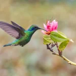 colibries-secretos-ignis-natura