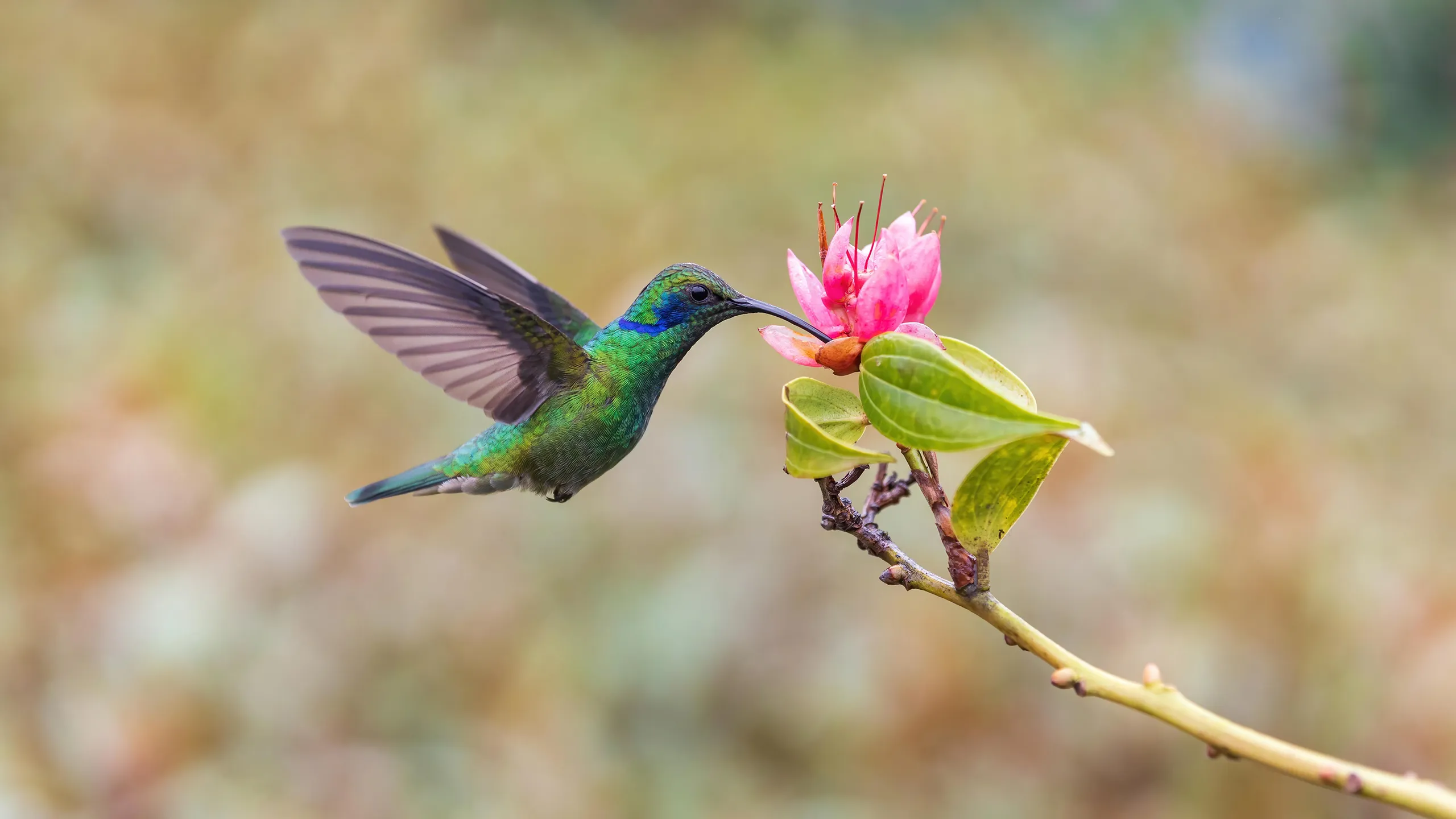 colibries-secretos-ignis-natura