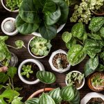 increibles-beneficios-plantas-ignis-natura