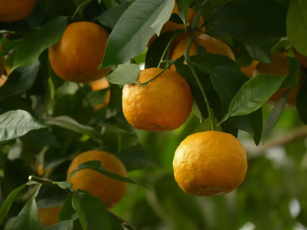 naranjas-amargas-agria-ignis-natura