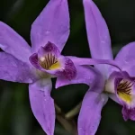 orquídeas-recetas-datos-increíble-ignis-natura
