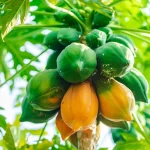papaya-beneficios-salud-ignis-natura