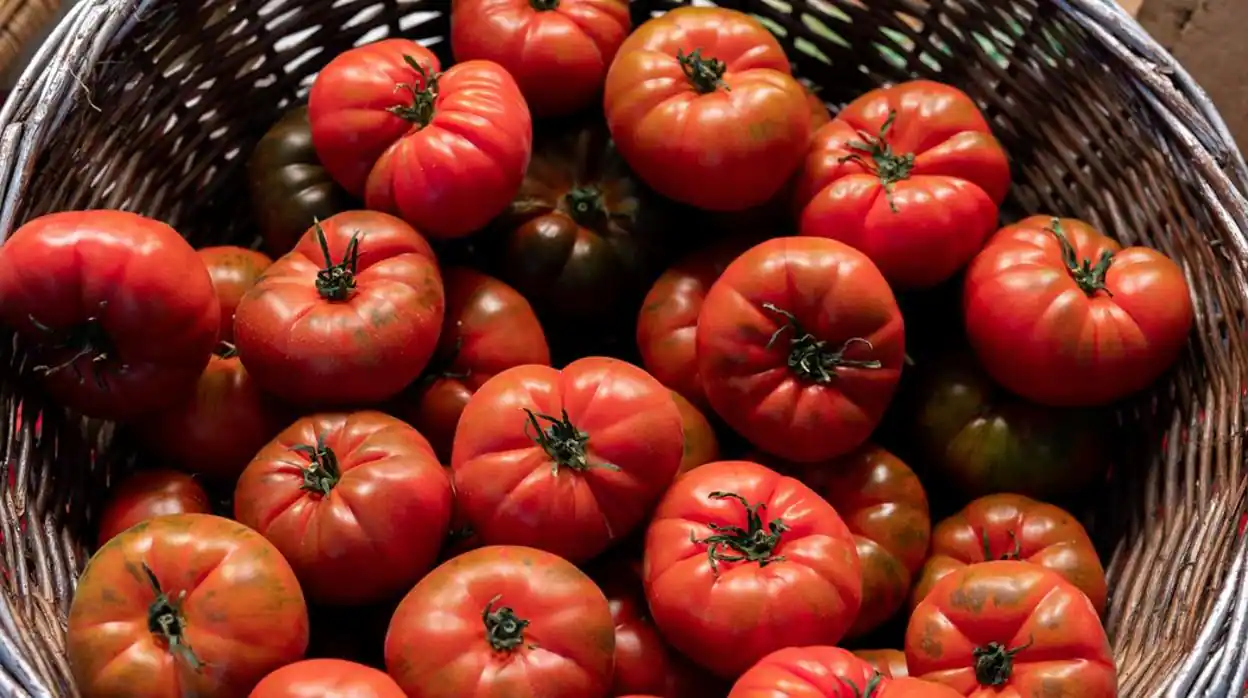 tomates-conservación-Ignis-natura